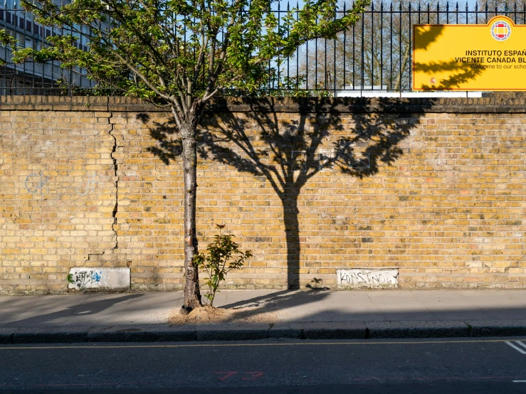 a tree casting shadow across a city street