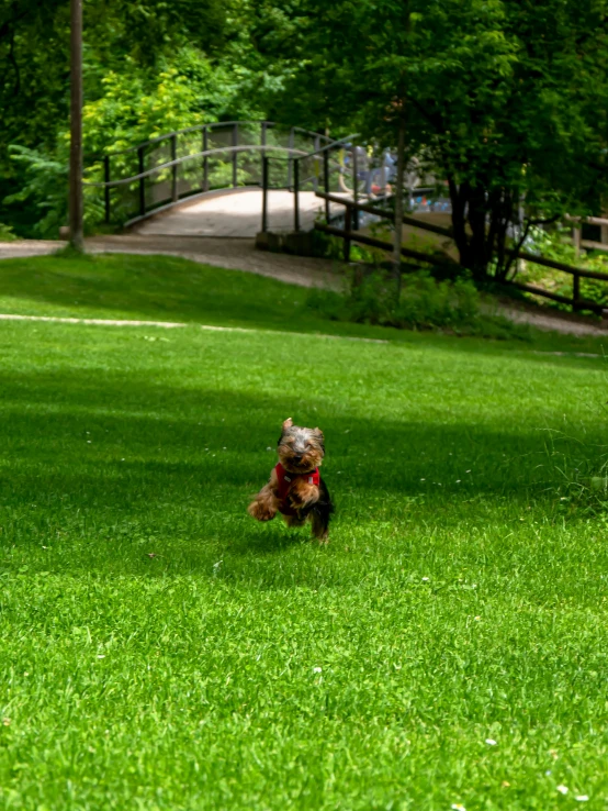 a dog running in the grass with trees in the background