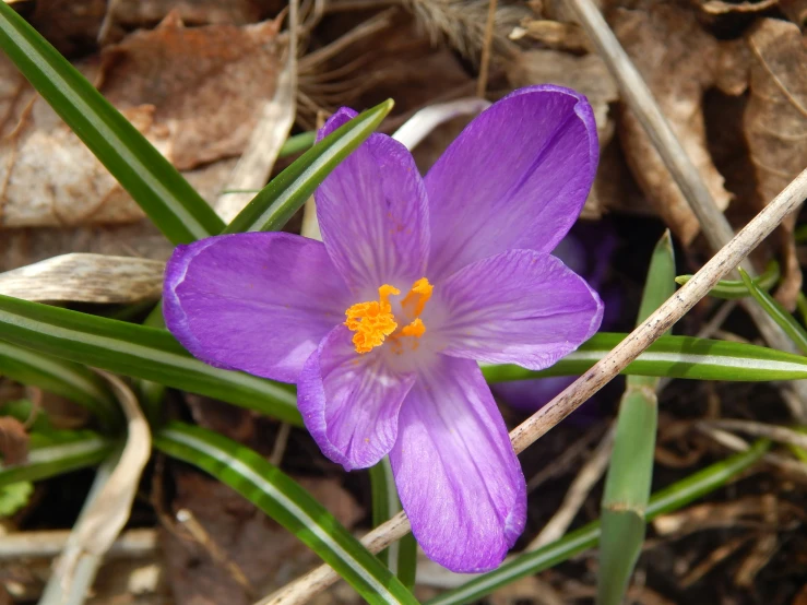 the purple flower has very small yellow centers