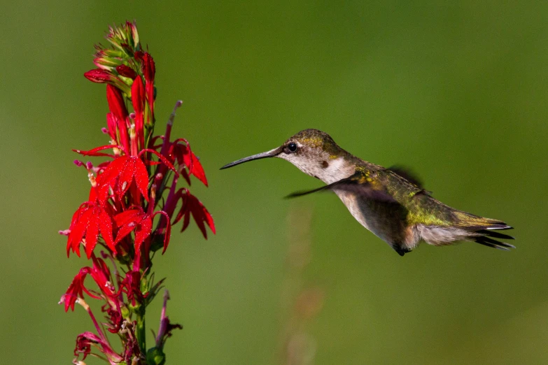 a hummingbird flying next to a red flower