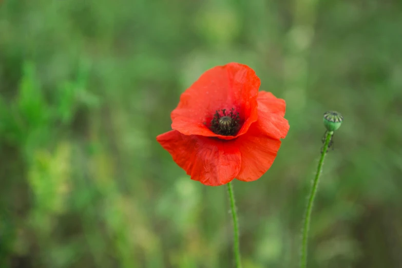 two red flowers with green stems in the background