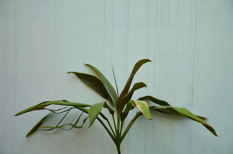 green leaves on a stem against a white wall