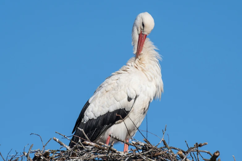 a stork with red beak stands in the middle of a nest