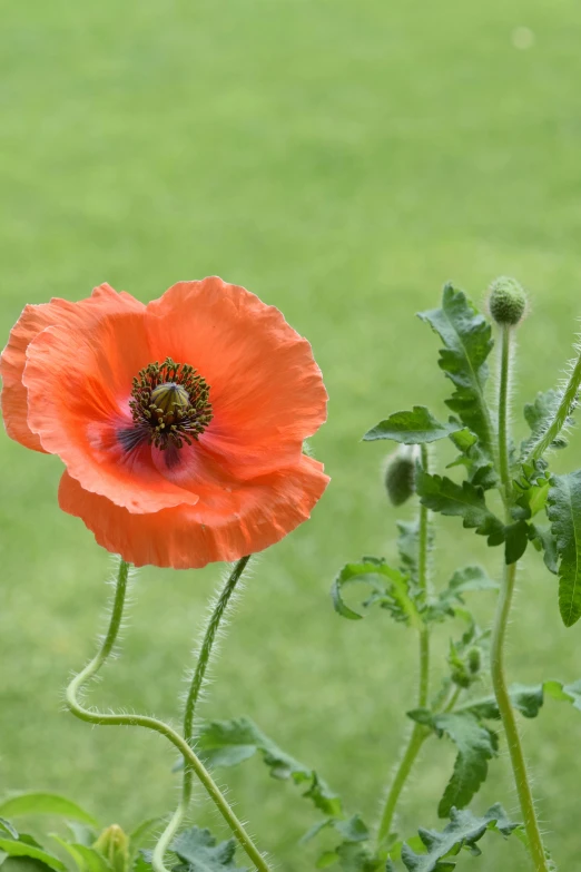 a flower that is next to other flowers on a bush