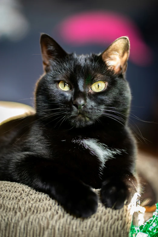 a black cat lying down on a piece of cloth