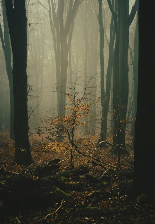 fog covered forest in autumn, with bare trees in the background