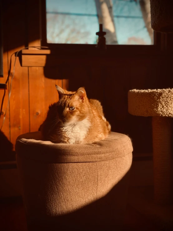 a cat sits in a cat bed looking out a window