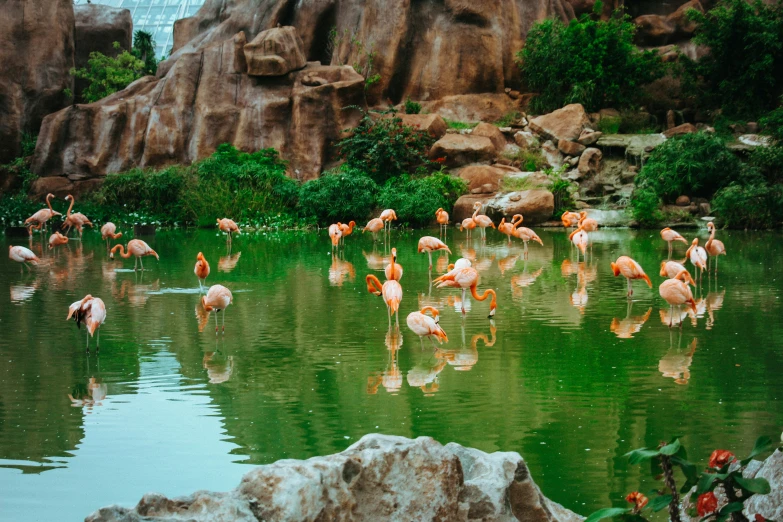 there are many pink birds wading in the water