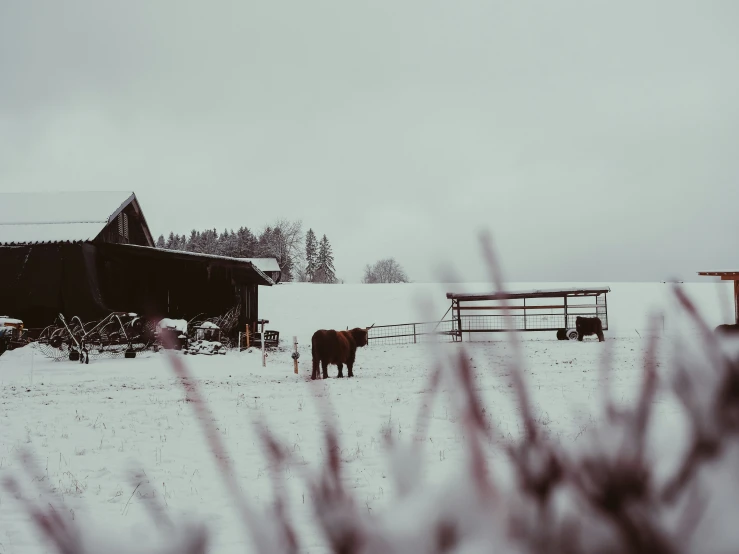 a cow in a snow covered field with a barn in the distance