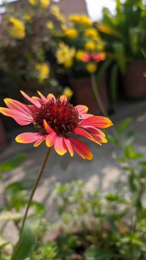 a pink and yellow flower stands in front of yellow and green plants