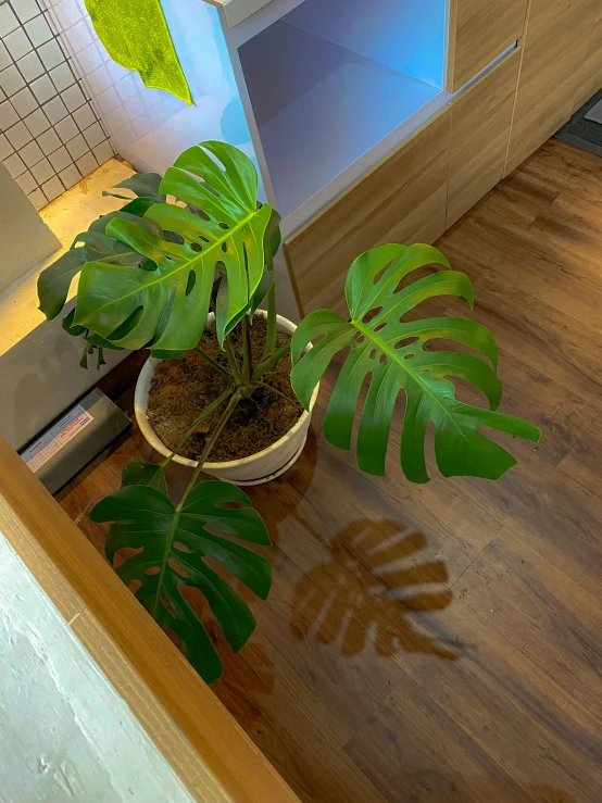 large plant with green leaves on table in kitchen