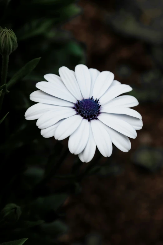 a white flower is shown with blue center