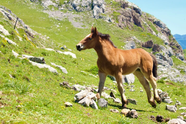 a small horse that is standing in the grass