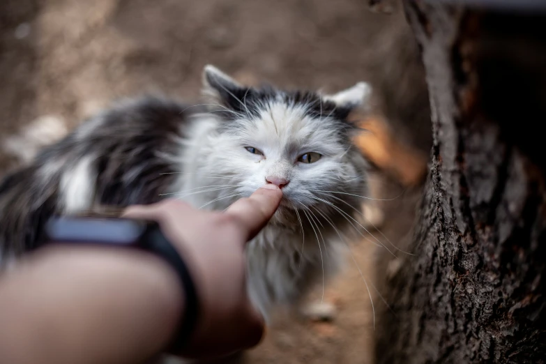 a person that is touching a small cat's face