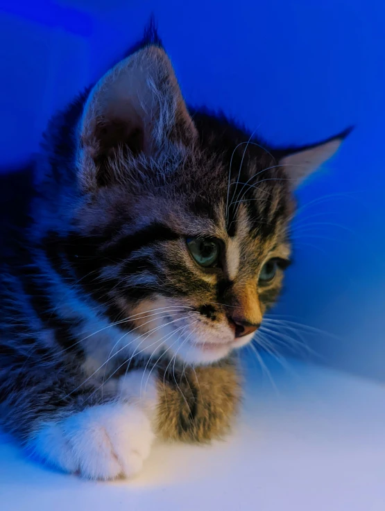 a small kitten sitting on top of a table