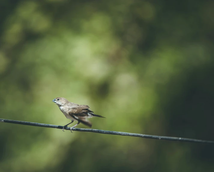 a brown bird standing on a wire by trees