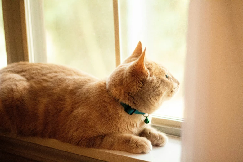 an orange cat sitting on a window sill looking outside