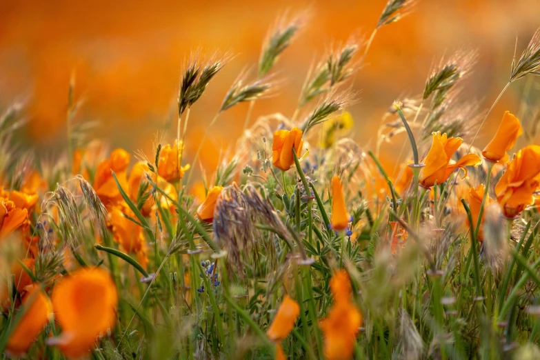 a colorful flower field with many flowers in it