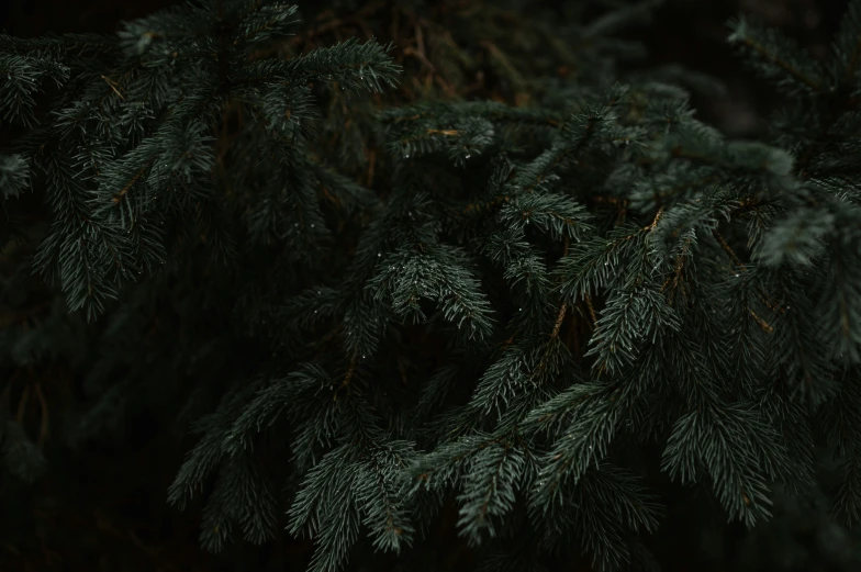 a close up po of the nches of an evergreen tree