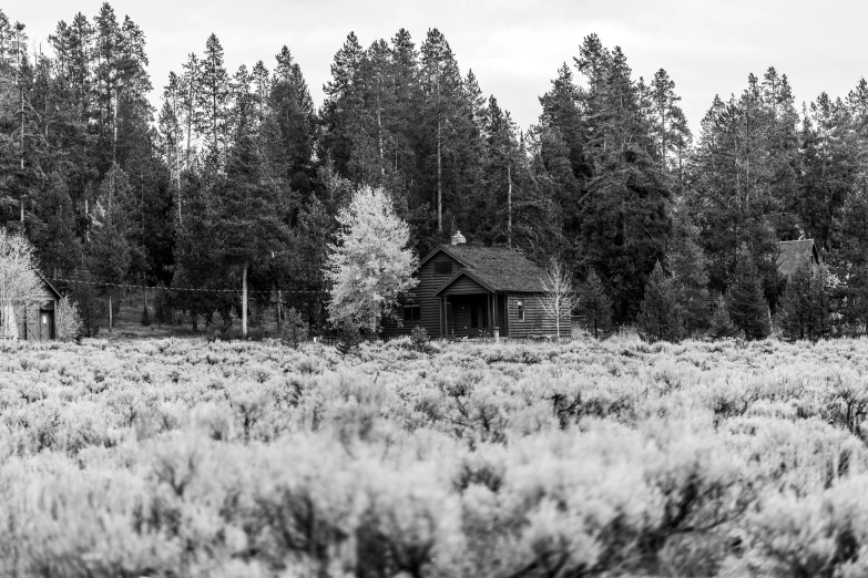 a lone cabin in the middle of a forest