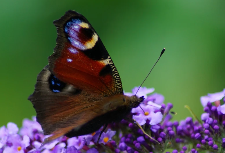 a small brown and red erfly on some purple flowers