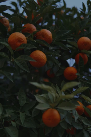 an orange tree full of oranges with leaves