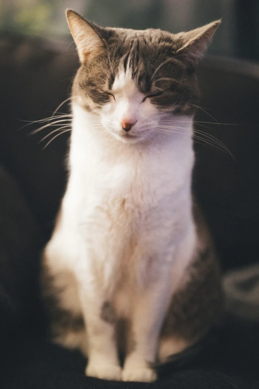 a close up of a cat sitting on a couch