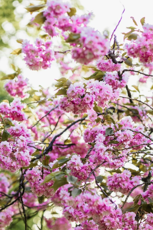 a tree with flowers that look pink in the sun
