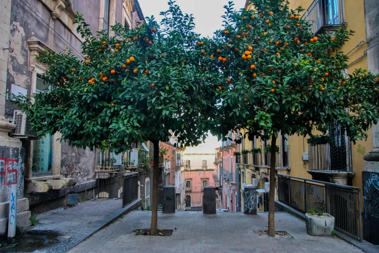 two trees stand out in the middle of an alley way