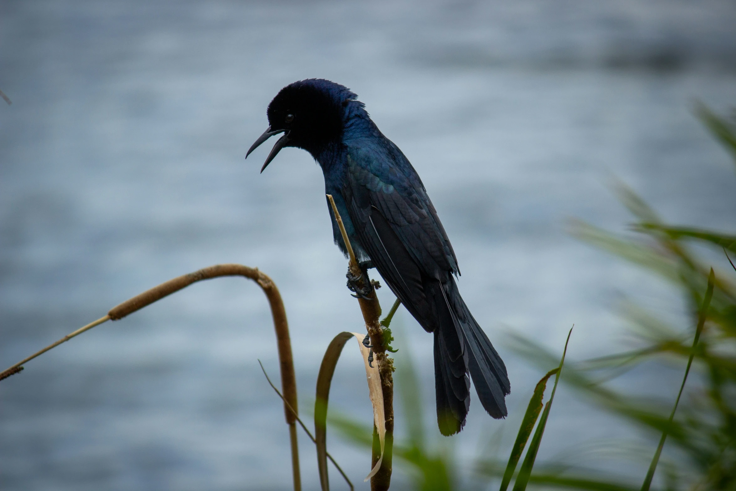 a blue and black bird standing on a twig