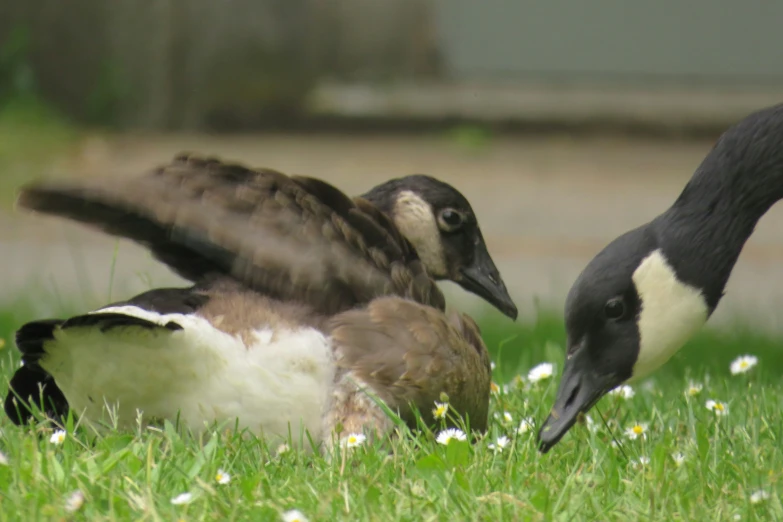 two geese sit in the grass near each other