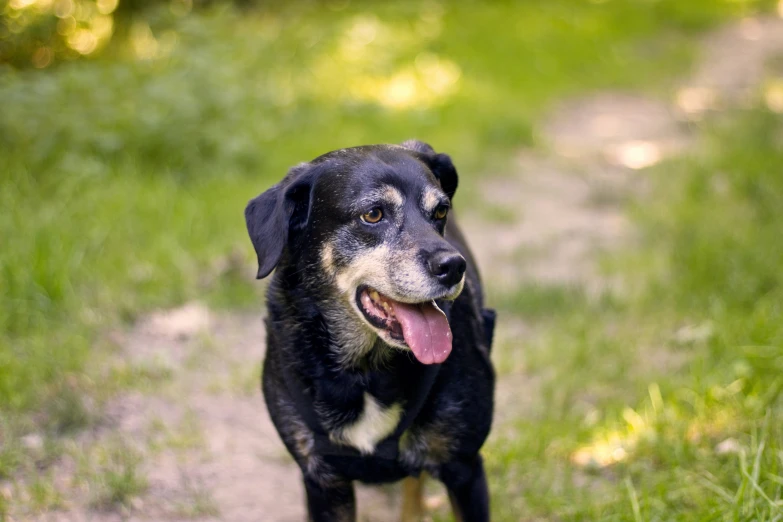 a small black and brown dog on some grass