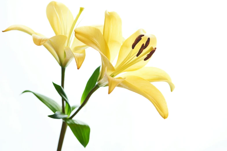 a yellow flower is in a vase with some leaves