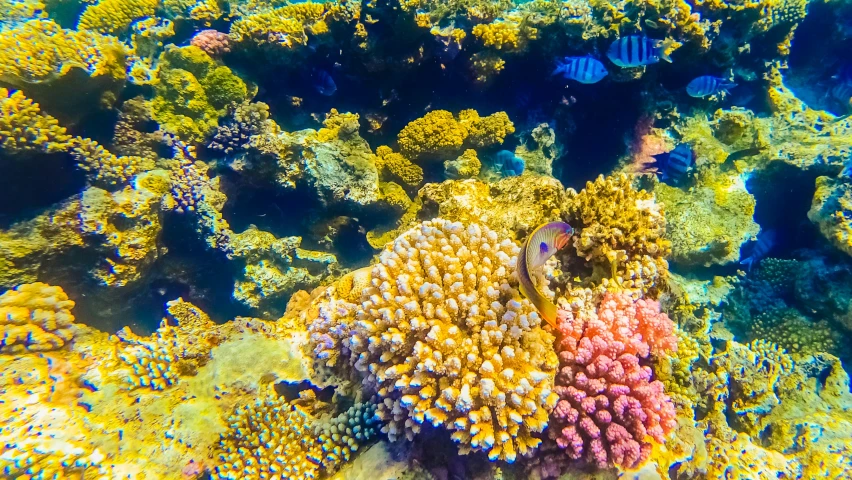 a number of different animals on some colorful corals