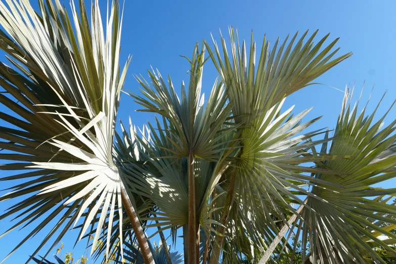 an image of a palm tree with some leaves on it