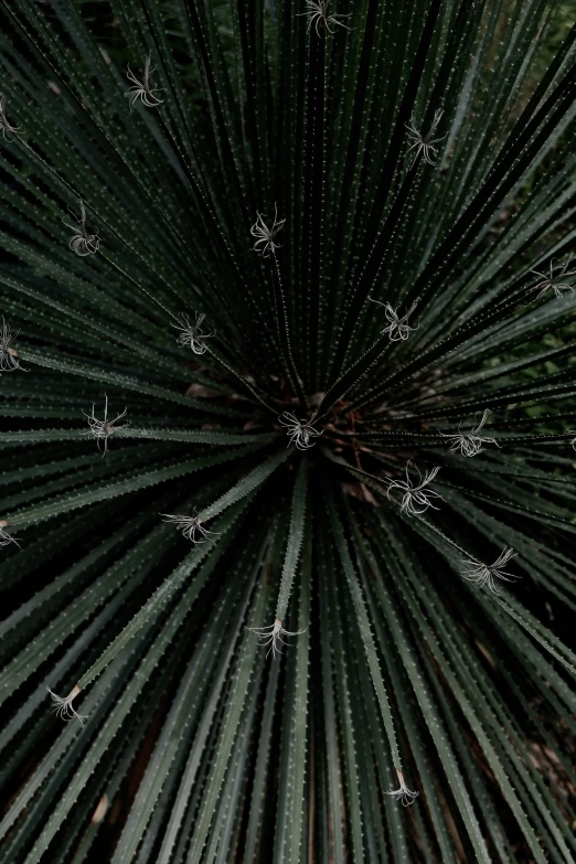 some green plants with lots of little white stars