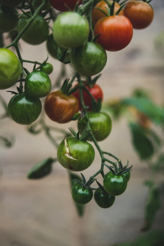 some small green and red tomatoes on a vine