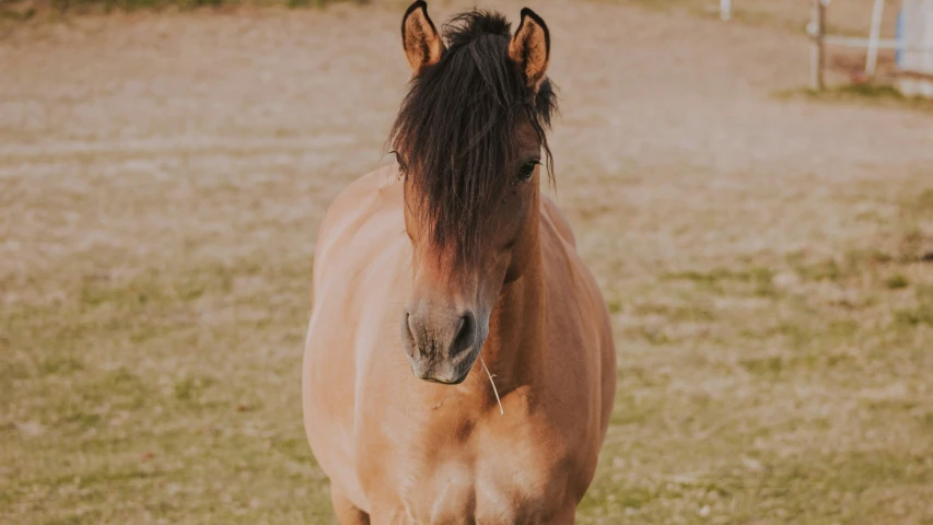 the horse is standing by itself outside