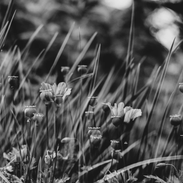 black and white flowers are in the grass