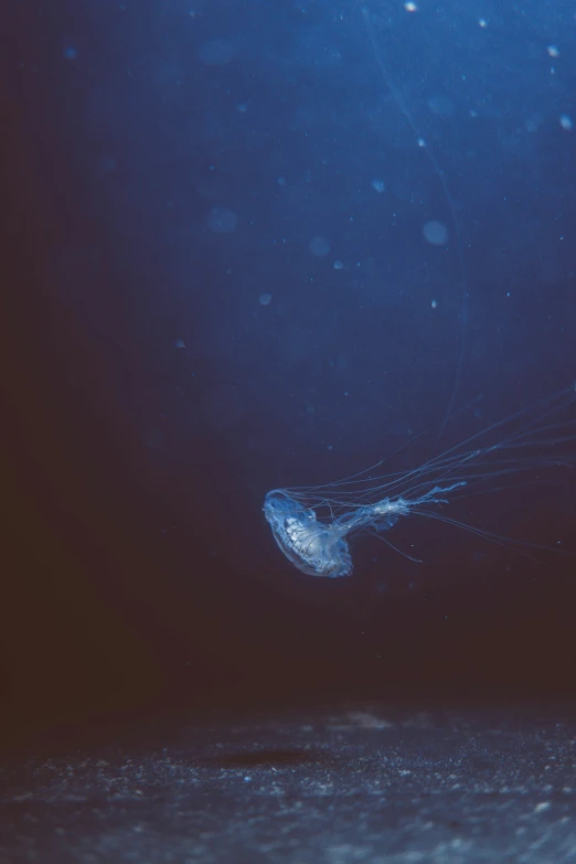 an underwater view of a jellyfish in the ocean