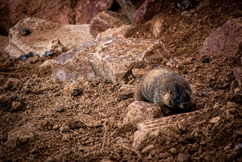 an animal is lying in the dirt and rocks