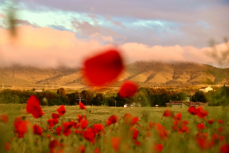 the sun peeks through the clouds as red flowers stand in a green field