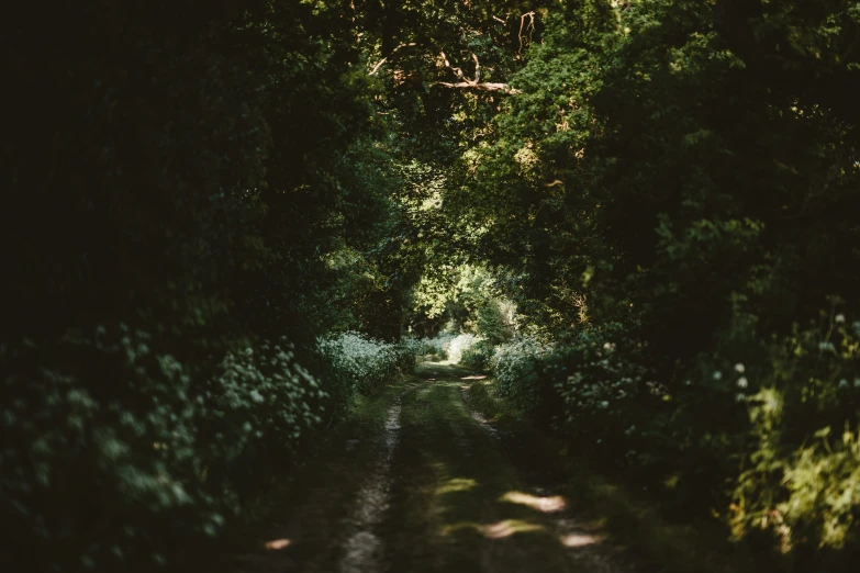 an image of a narrow dirt road that has trees on both sides