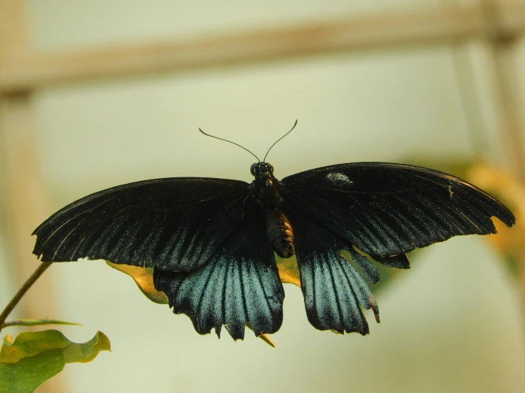 the black erfly is resting on top of the plant