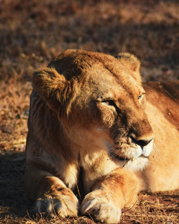 a lion lies down in the grass