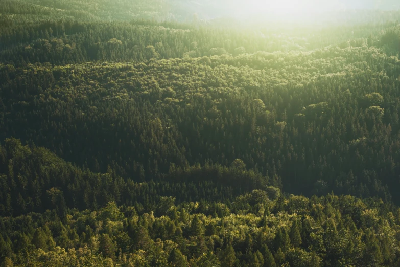 sunlight shining through a forest of trees with a bear in the foreground