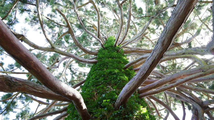 a bushy tree covered in very lush green leaves