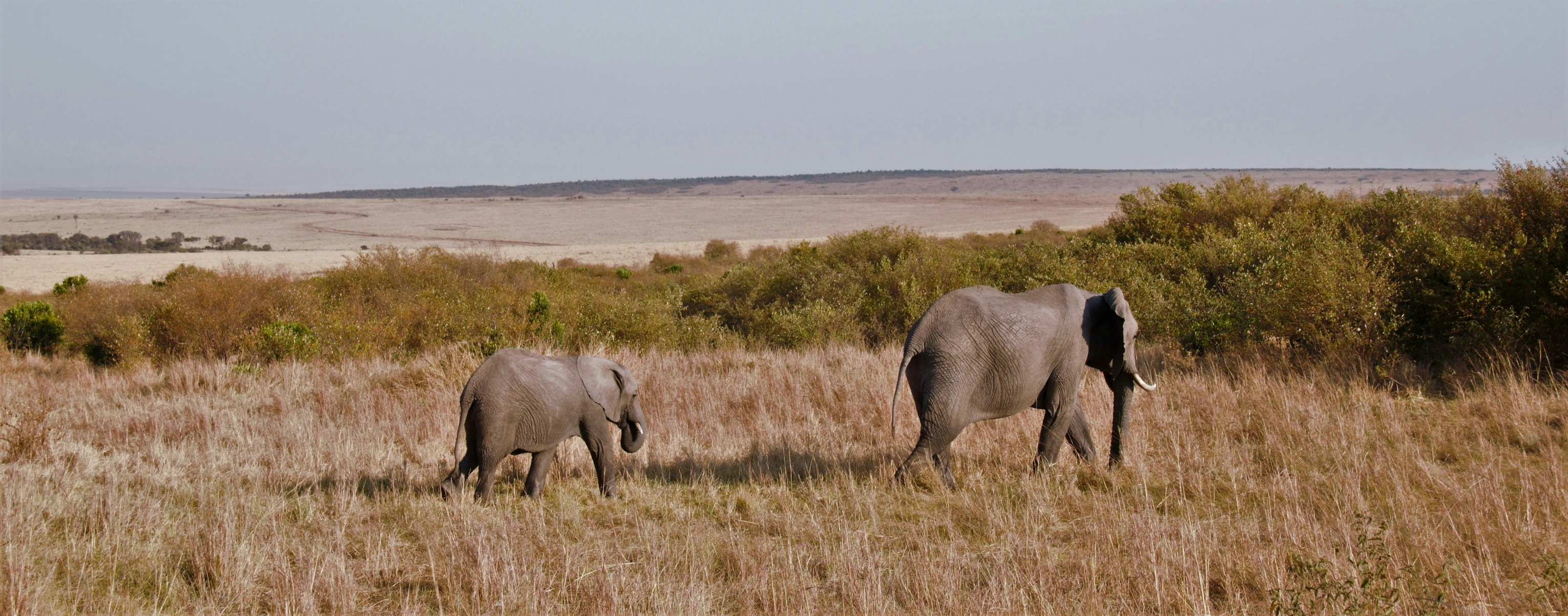 two elephants walking through some grass in a field