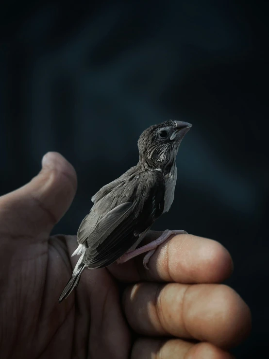 a hand is holding a bird in the palm