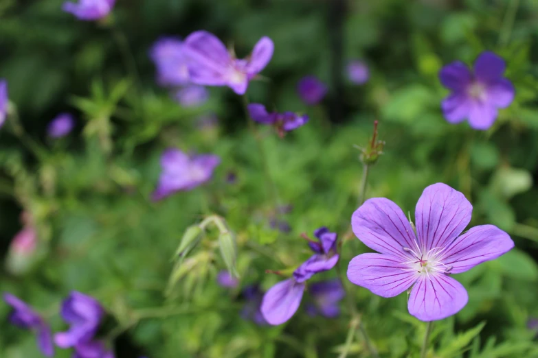 purple flowers that are growing in the grass